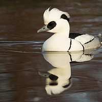 Buy canvas prints of Reflected Smew (landscape format) by Sue Dudley