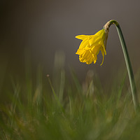 Buy canvas prints of Lone Daffodil by Sue Dudley
