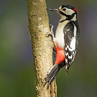 Buy canvas prints of Spring Woodpecker by Sue Dudley