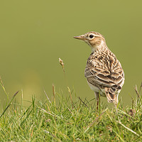 Buy canvas prints of Watchful Lark by Sue Dudley