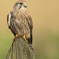 Buy canvas prints of Female Common Kestrel by Sue Dudley