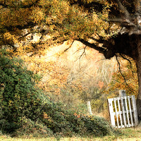 Buy canvas prints of Gateway to Autumn by Sue Dudley