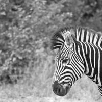 Buy canvas prints of Zebra and Oxpeckers by Alistair du Plessis