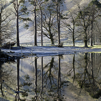 Buy canvas prints of Buttermere Pines by Martin Parratt