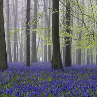 Buy canvas prints of  Bluebell Wood at Dawn by Martin Parratt