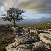 Buy canvas prints of  Lone Tree at Winskill Stones by Martin Parratt