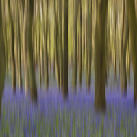 Buy canvas prints of  Bluebell Wood by Martin Parratt
