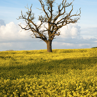 Buy canvas prints of Rapeseed Field by Martin Parratt