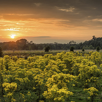 Buy canvas prints of Sunset Over Yellow Ragwort by Martin Parratt