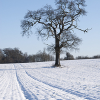 Buy canvas prints of Tree in Snow by Martin Parratt
