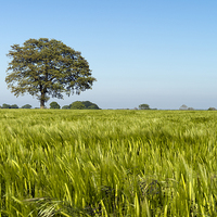 Buy canvas prints of Lone Tree in Field of Barley by Martin Parratt