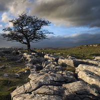 Buy canvas prints of  Tree in Limestone Pavement by Martin Parratt