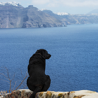 Buy canvas prints of Santorini Dog by Martin Parratt