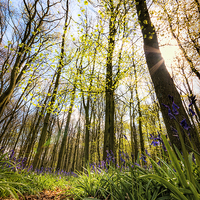 Buy canvas prints of Bluebell Wood by Martin Parratt