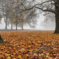 Buy canvas prints of Autumn leaves by Martin Parratt