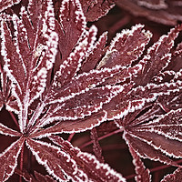 Buy canvas prints of Acer in Frost by Martin Parratt