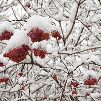Buy canvas prints of Red Berries in Snow by Martin Parratt