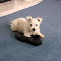Buy canvas prints of The Westie and a slipper by Bill Lighterness