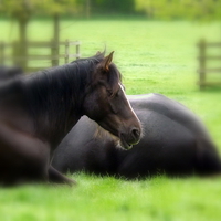 Buy canvas prints of Horse at rest by Bill Lighterness