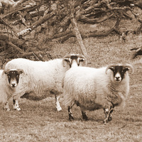 Buy canvas prints of Ewe looking at me ? by Bill Lighterness