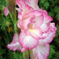 Buy canvas prints of Beautiful delicate pink Gladiola by Bill Lighterness