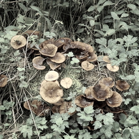 Buy canvas prints of Fungi and Foliage by Bill Lighterness