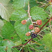 Buy canvas prints of Blackberries Out on a limb ! by Bill Lighterness
