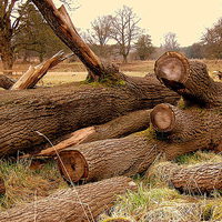 Buy canvas prints of Log Roll by Bill Lighterness