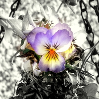 Buy canvas prints of Lovely viola flower by Bill Lighterness