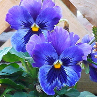 Buy canvas prints of Pansies showing signs of attack ! by Bill Lighterness