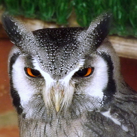 Buy canvas prints of White faced scops owl by Bill Lighterness