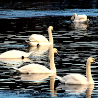 Buy canvas prints of Swan Lake by Bill Lighterness