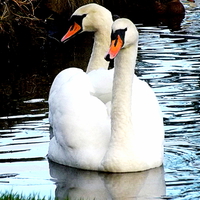 Buy canvas prints of Two headed swan ! by Bill Lighterness