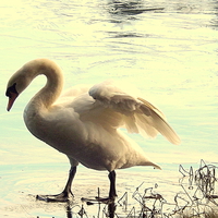 Buy canvas prints of Swan walking on water ! by Bill Lighterness