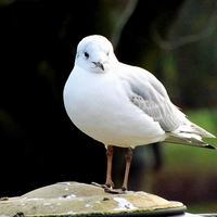 Buy canvas prints of Small Gull perching by Bill Lighterness