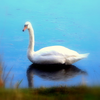 Buy canvas prints of Swan Blues by Bill Lighterness
