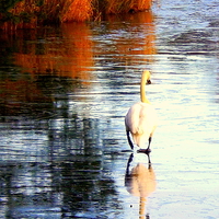 Buy canvas prints of The Lonely Cold Swan ! by Bill Lighterness