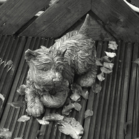 Buy canvas prints of Dog on the Autumn Decking ! by Bill Lighterness