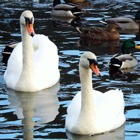 Buy canvas prints of Ducks & Swans by Bill Lighterness