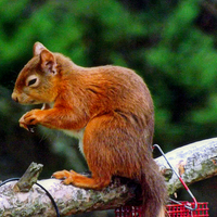 Buy canvas prints of The Red Squirrel by Bill Lighterness