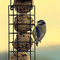 Buy canvas prints of Blue Tit and Fat Balls by Bill Lighterness