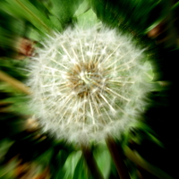 Buy canvas prints of Dandelion the Weed ! by Bill Lighterness