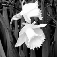 Buy canvas prints of Daffodils in black and white by Bill Lighterness