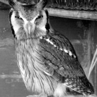 Buy canvas prints of Scops Owl , Black and white by Bill Lighterness