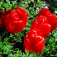 Buy canvas prints of Glorious Red Tulips by Bill Lighterness