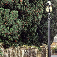 Buy canvas prints of Red Berries and a Lampost by Bill Lighterness
