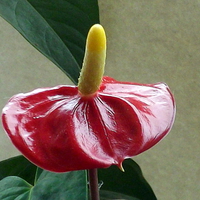 Buy canvas prints of Anthurium Plant 2 by Bill Lighterness