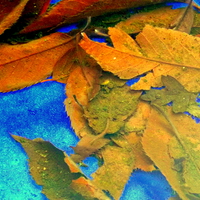 Buy canvas prints of Autumn Leaves Under the Water by Bill Lighterness