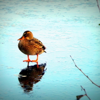 Buy canvas prints of A Duck on ice ! by Bill Lighterness