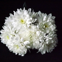 Buy canvas prints of White Chrysanthemum Flowers 1 by Bill Lighterness